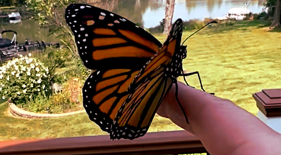 Monarch butterfly perched on finger before taking its first flight