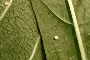 Sub Image 1