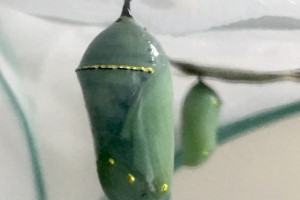 Sub Image 3
