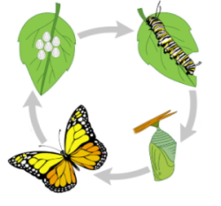 Monarch butterfly life cycle