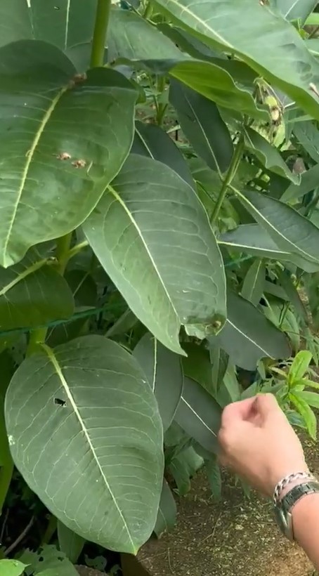 Video preview image