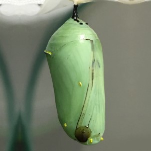Sub Image 1